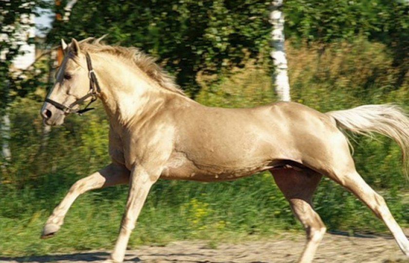 Лошадь Кински Лошадь Кински