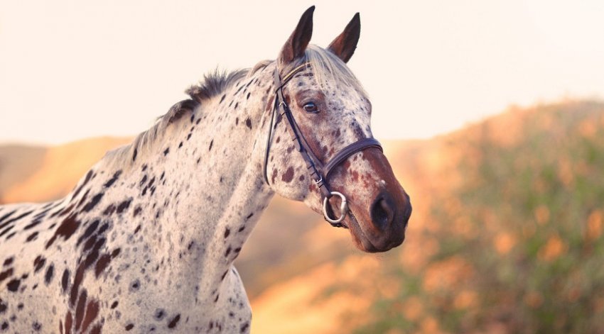 Кінь Аппалуза Кінь Аппалуза