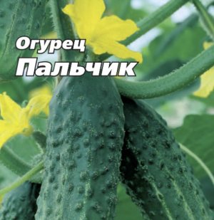 Огірок Пальчик Огірок Пальчик