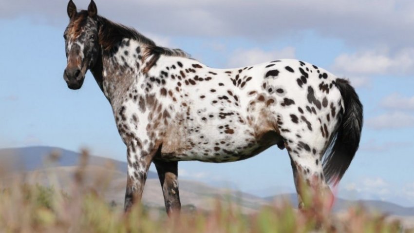 Кінь Аппалуза Кінь Аппалуза