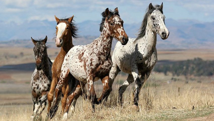 Коні Аппалуза Коні Аппалуза
