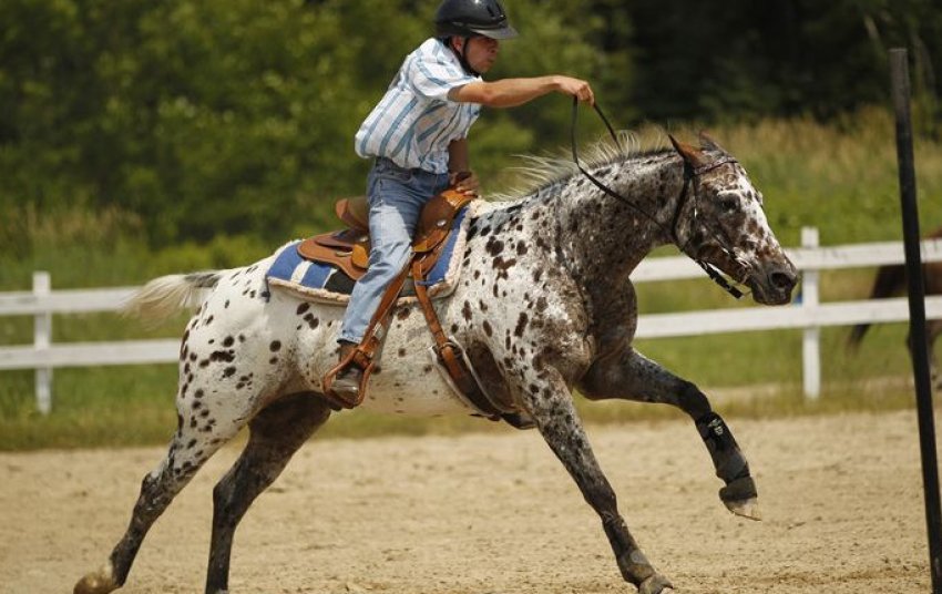 Кінь Аппалуза Кінь Аппалуза