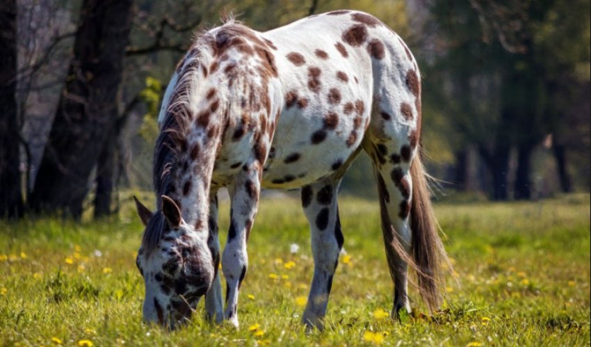 Кінь Аппалуза Кінь Аппалуза
