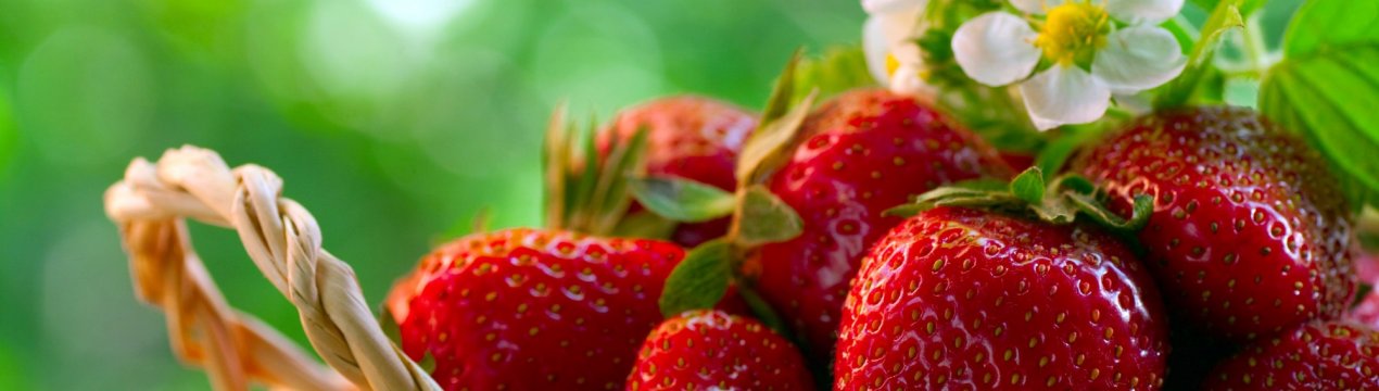 У Новосибірську полуничні поля удобрюють мільйонами