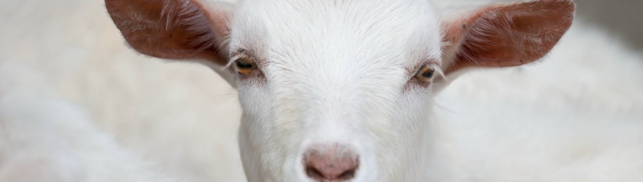 Козлятина — на вершині світової гастрономічної моди