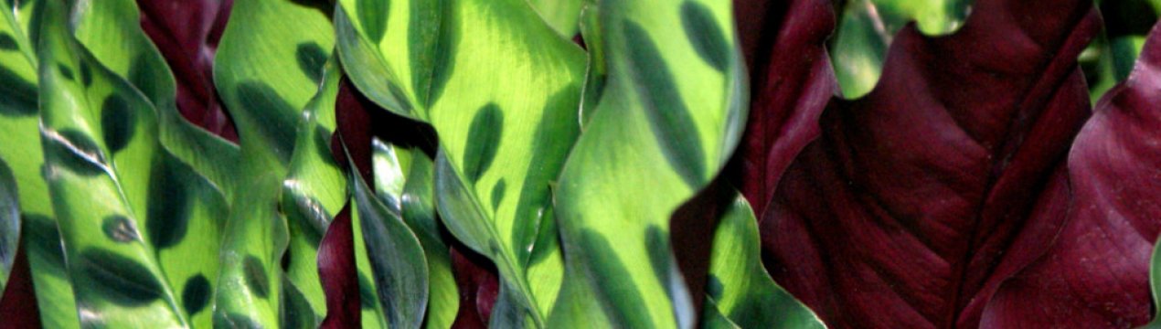 Калатея Лансифолия: опис і догляд в домашніх умовах