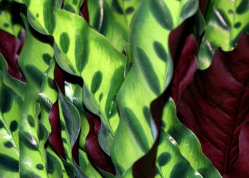 Калатея Лансифолия: опис і догляд в домашніх умовах