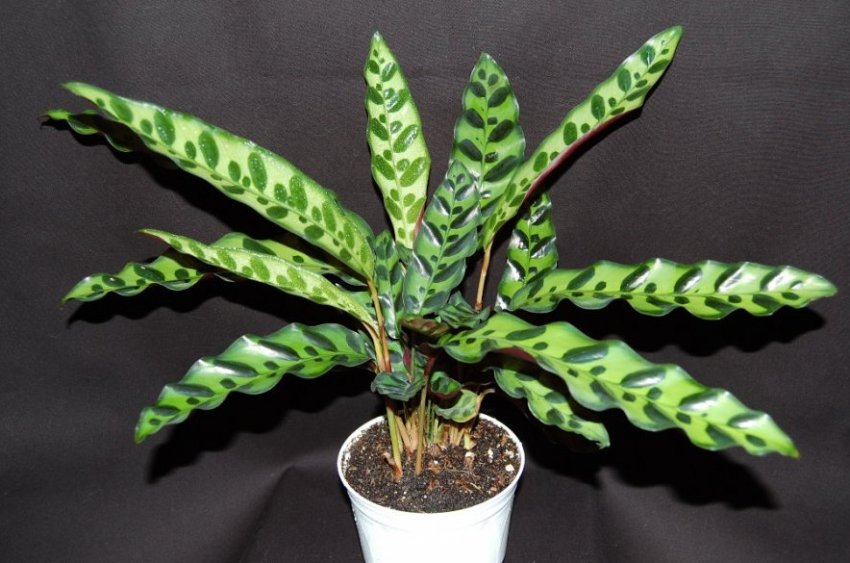 Догляд за калатеей Лансифолия