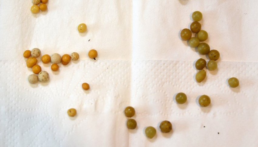 Насіння калатеї