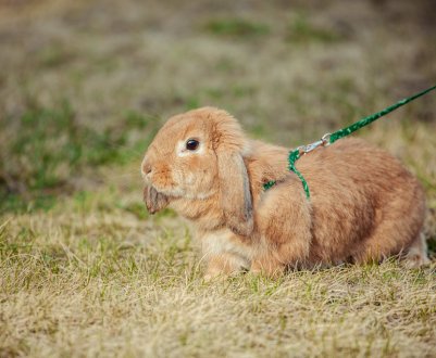 Як зробити власноруч і як правильно надіти шлею для кролика
