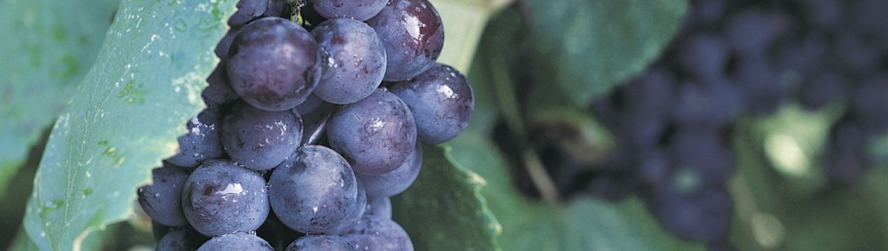 Опис сорту винограду Венус