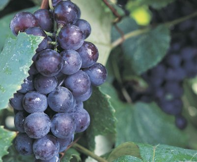 Опис сорту винограду Венус