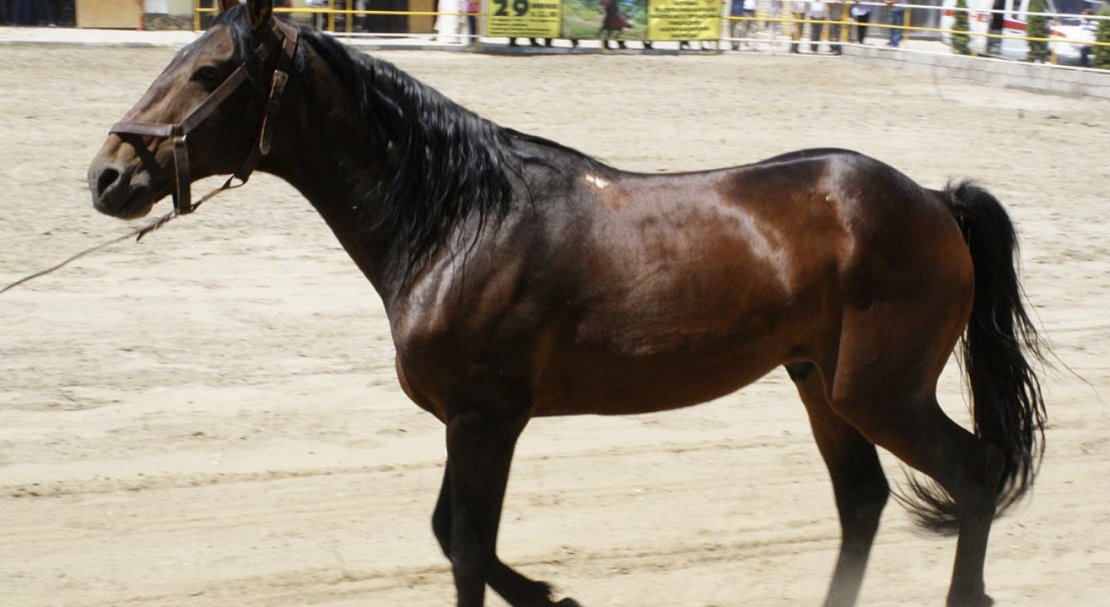 Карачаевская порода лошадей: описание и характеристика, плюсы и минусысодержания, фото, видео