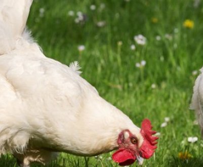 Особливості курей-несучок російських порід