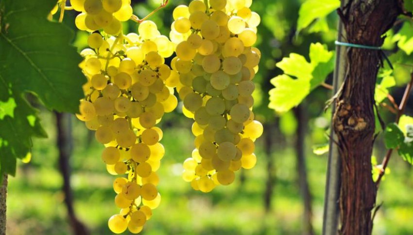 Виноград кишмиш Білий