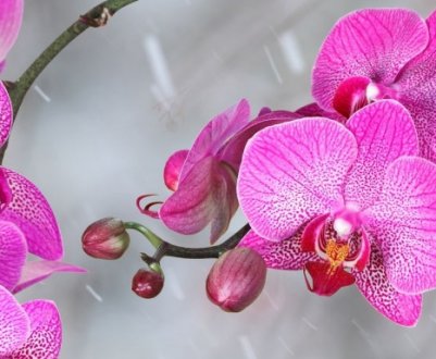 Особливості посадки орхідеї в горщик в домашніх умовах