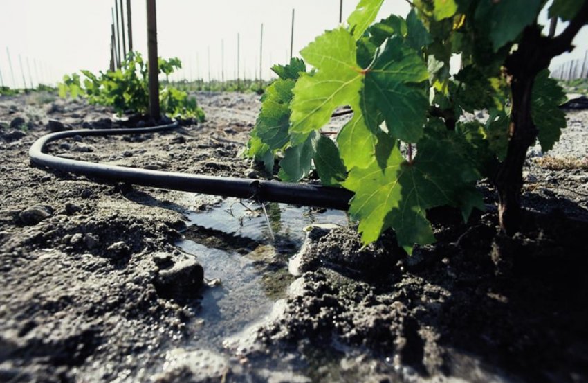 Полив винограду