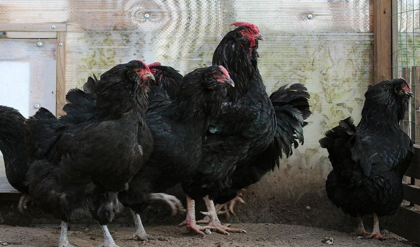 Російська чорна бородата