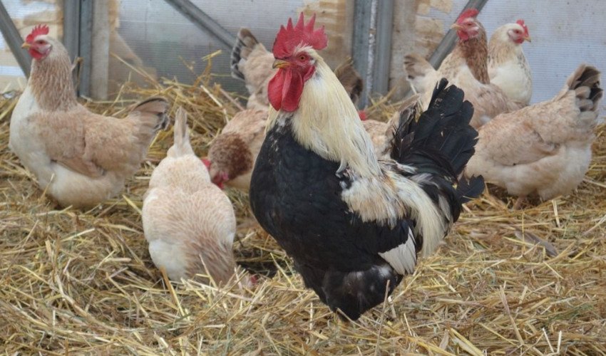 Загорська лососева