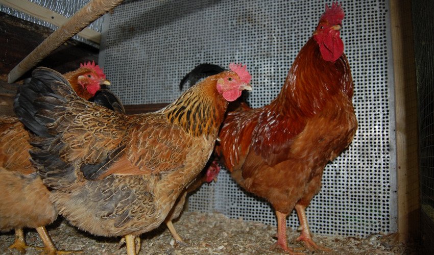 Кучинська ювілейна