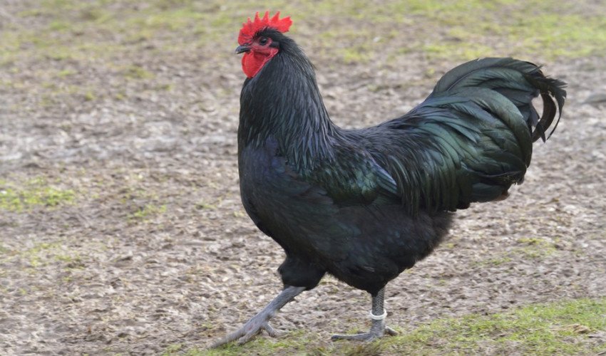 Московська чорна