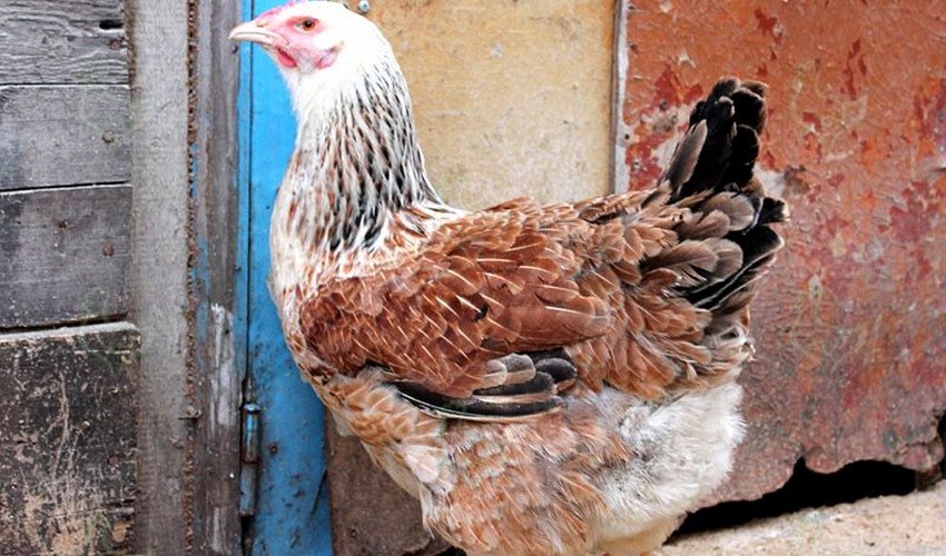 Юрловская голосиста