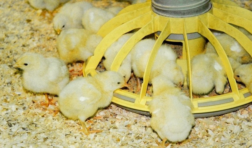 Годівля курчат