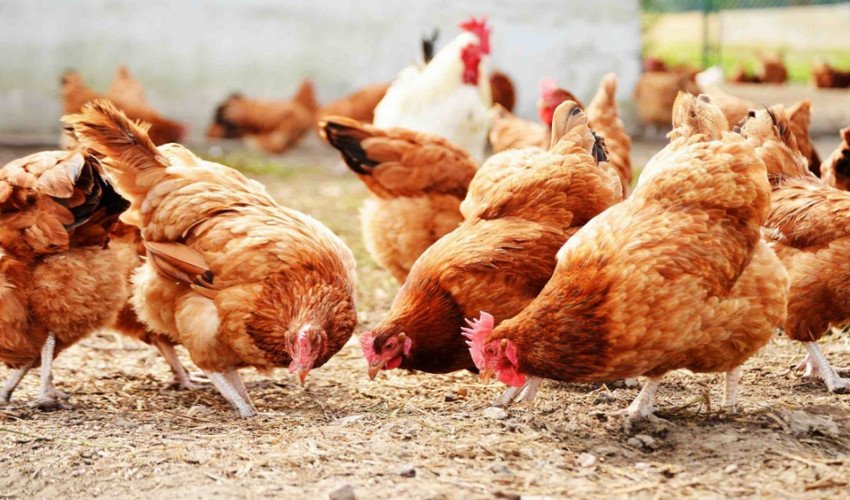 Годівля курей