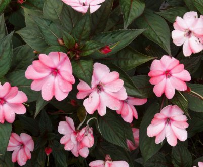 Лікування хвороб бальзаміну кімнатного