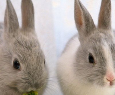 Як зробити та облаштувати клітку для декоративного кролика