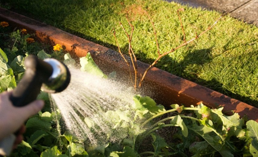 Полив винограду