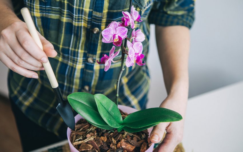 Догляд за орхідеєю після посадки Догляд за орхідеєю після посадки