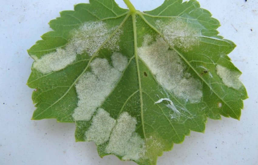 Мілдью винограду