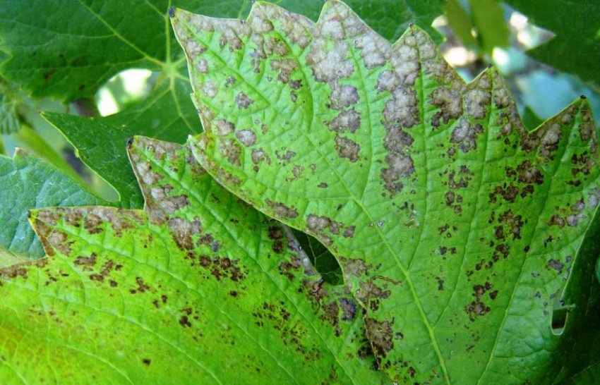 Альтернаріоз винограду