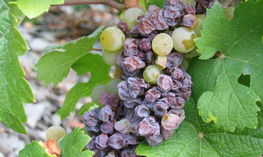 Сіра гниль винограду