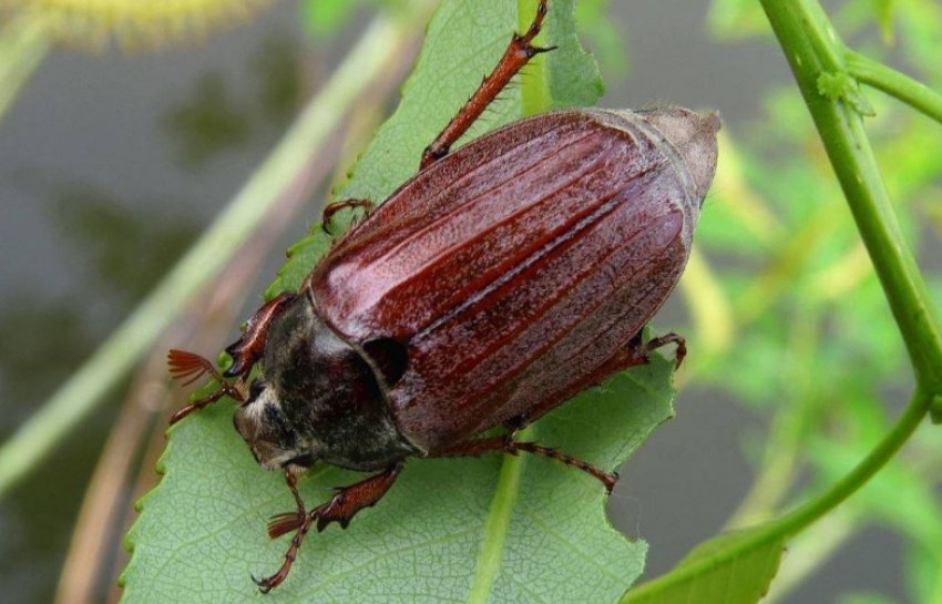 Травневий жук