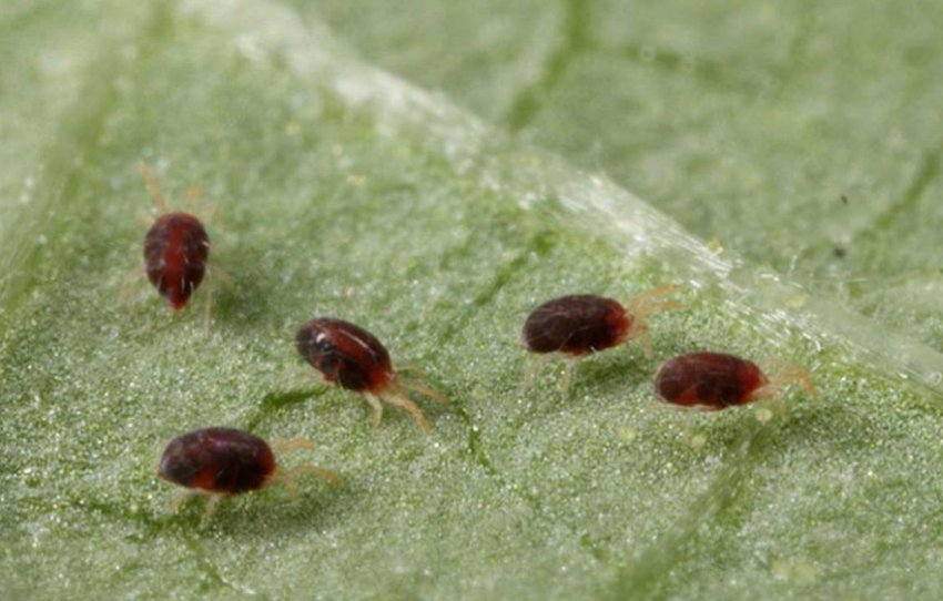 Павутинний кліщ