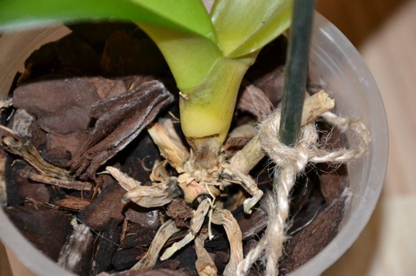 Орхидея корни из листа