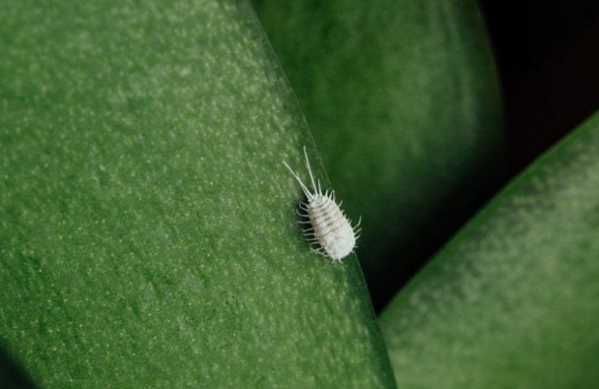 Борошнистий червець Борошнистий червець