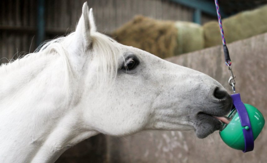 Кінь їсть Кінь їсть