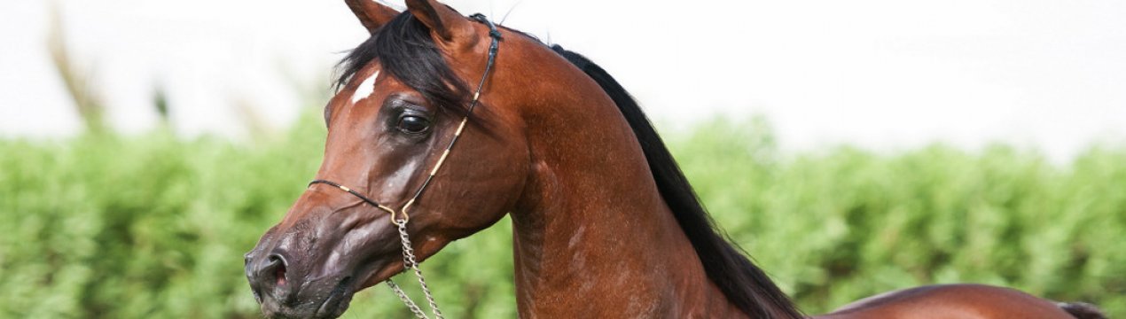 Коні арабської породи: опис, особливості розведення в домашніх умовах
