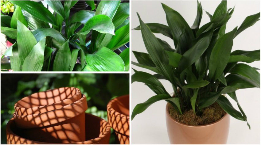 Пересадка аспідістри високою Пересадка аспідістри високою