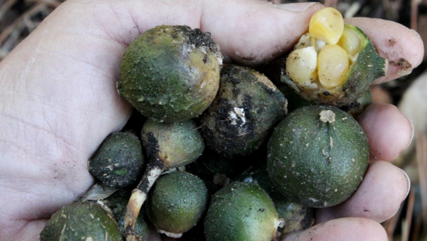 Насіння аспідістри Насіння аспідістри