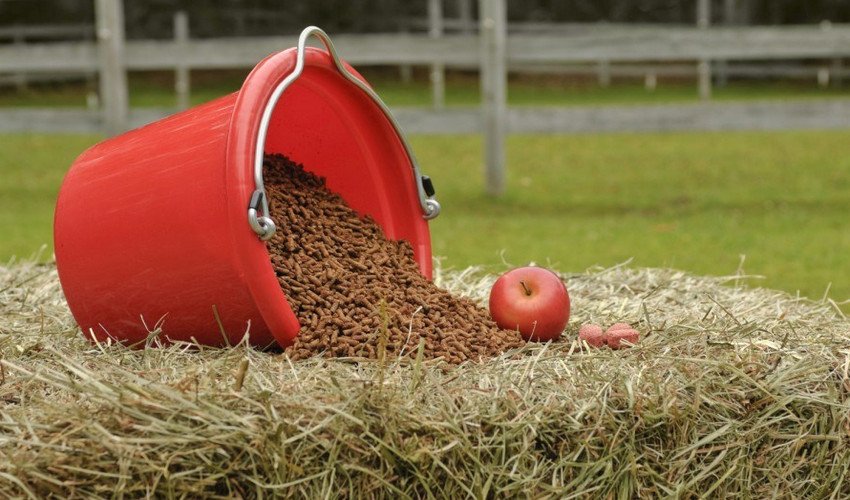 Харчування коней