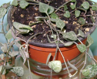 Догляд в домашніх умовах за рослиною церопегія Вуда