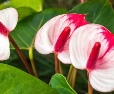 Як врятувати антуріум від загибелі в домашніх умовах