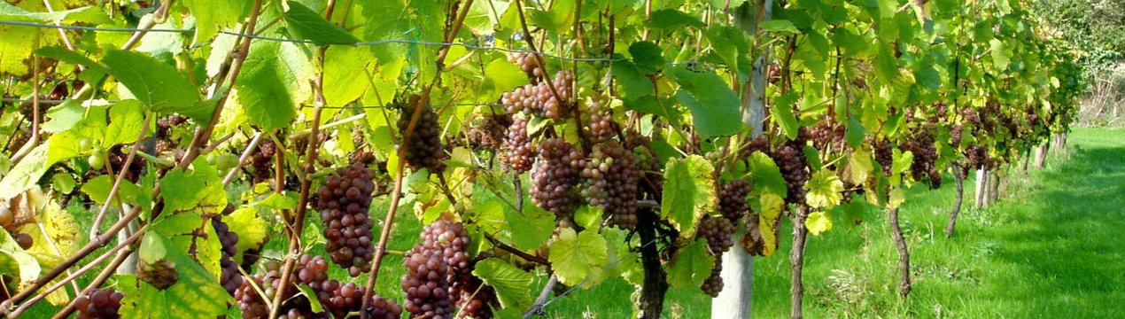 Обробка винограду перекисом водню для захисту і плодоношення