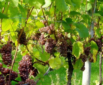 Обробка винограду перекисом водню для захисту і плодоношення