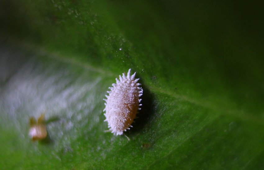 Борошнистий червець