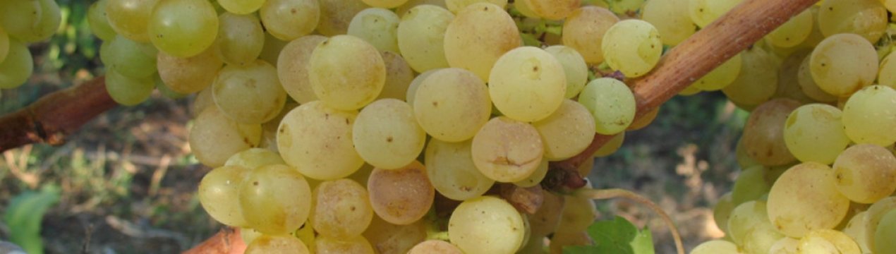 Особливості грунту для вирощування винограду